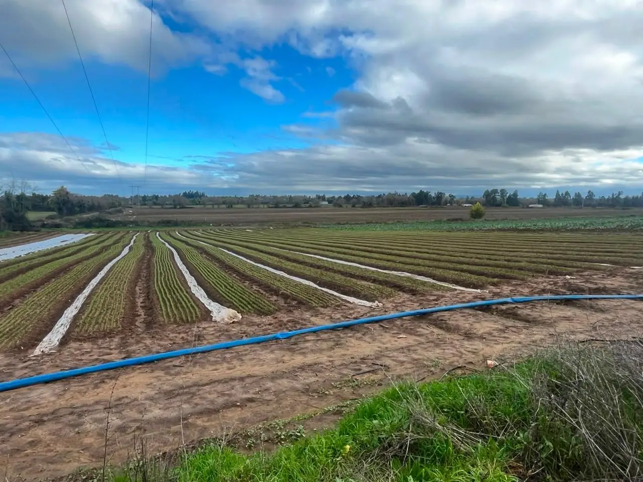 Terreno agrícola con línea de riego, visitado por el equipo técnico de Nutririego