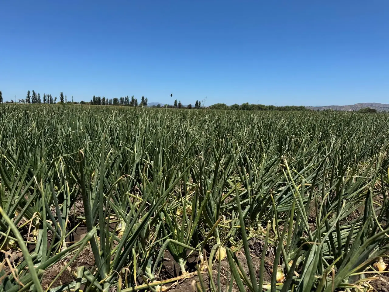 Campo de cebollas al aire libre