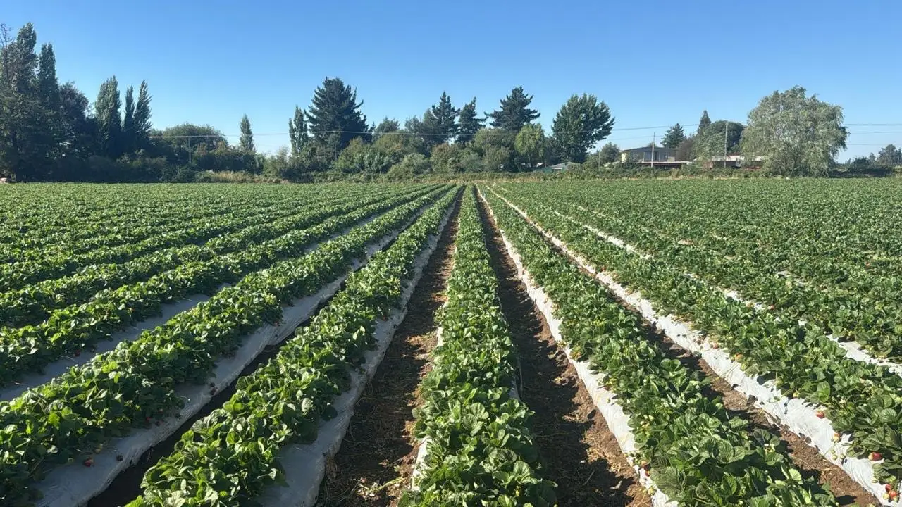 Cultivo de frutillas con riego por goteo bajo mulch plástico