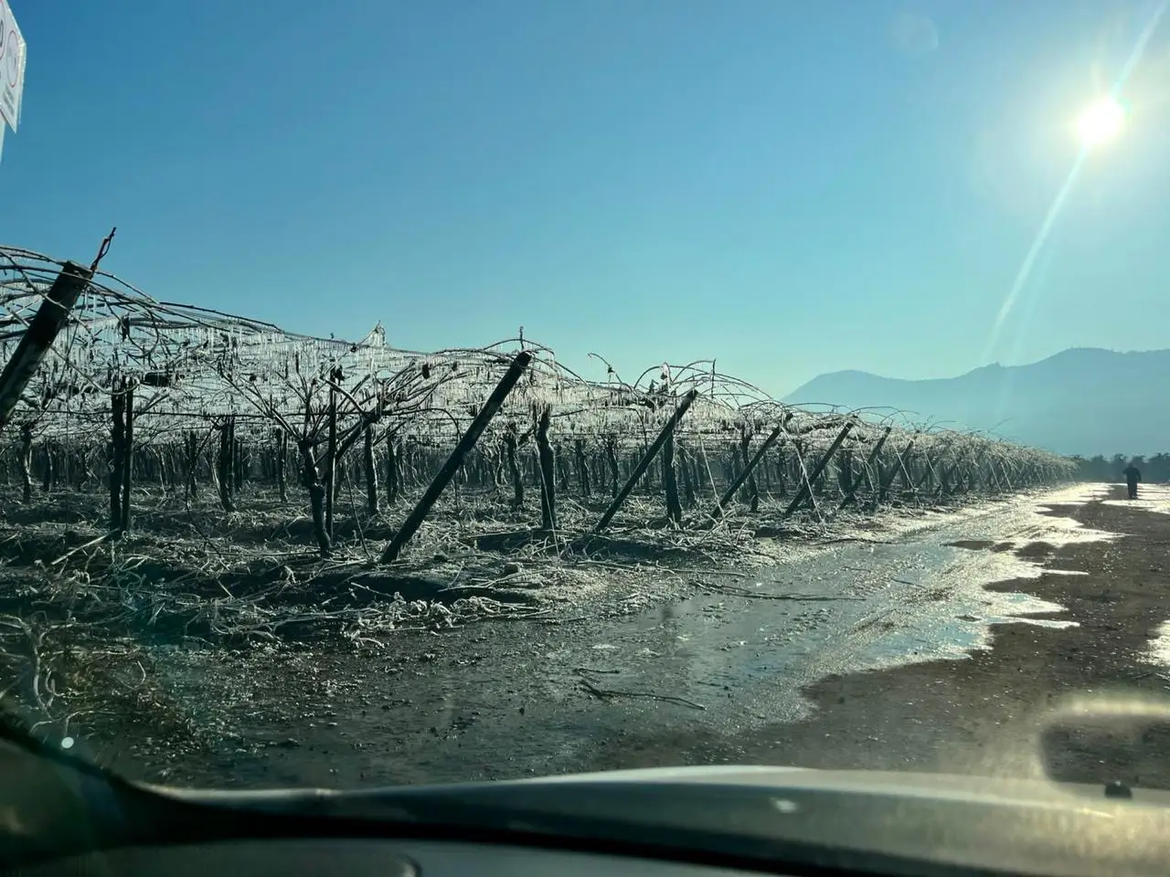 Parronal de kiwis escarchado visto desde el camino, sol de invierno de fondo