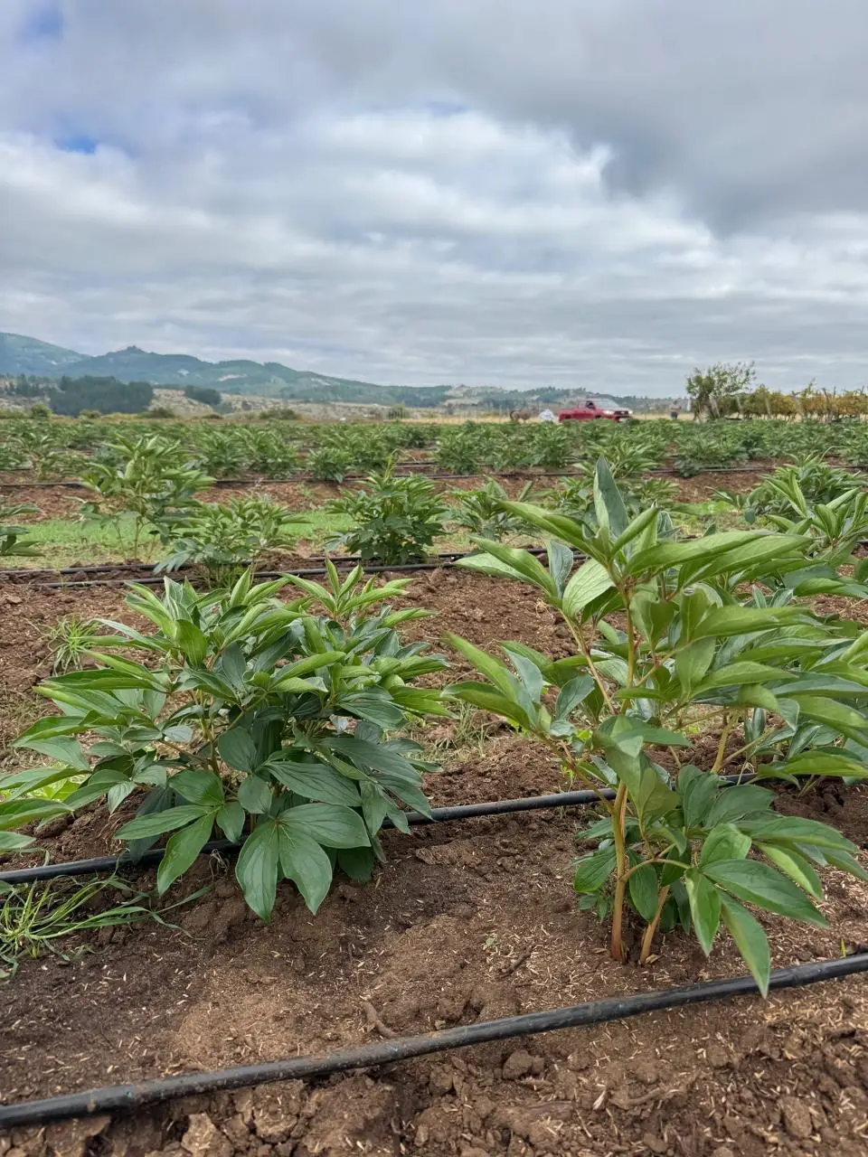 Cultivo de peonías con riego por cinta, cordillera de fondo