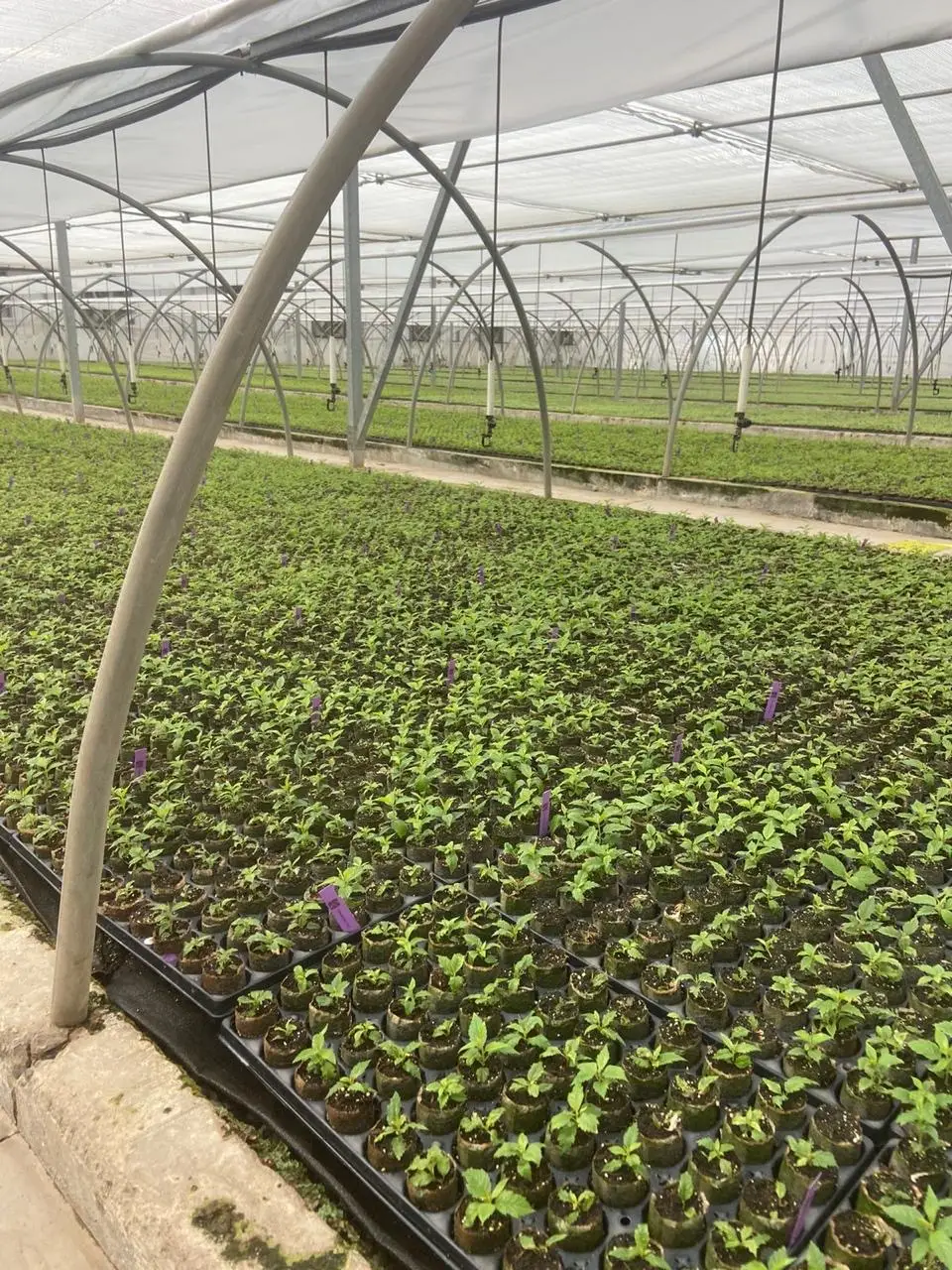 Almácigos en bandejas dentro de un vivero tecnificado