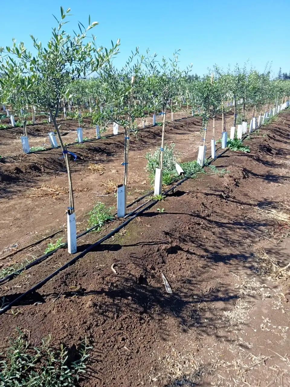 Emisión y riego en terreno